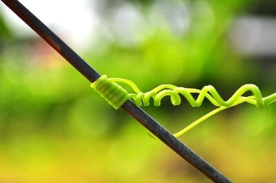 ERP Integration Plan - Vine Plant